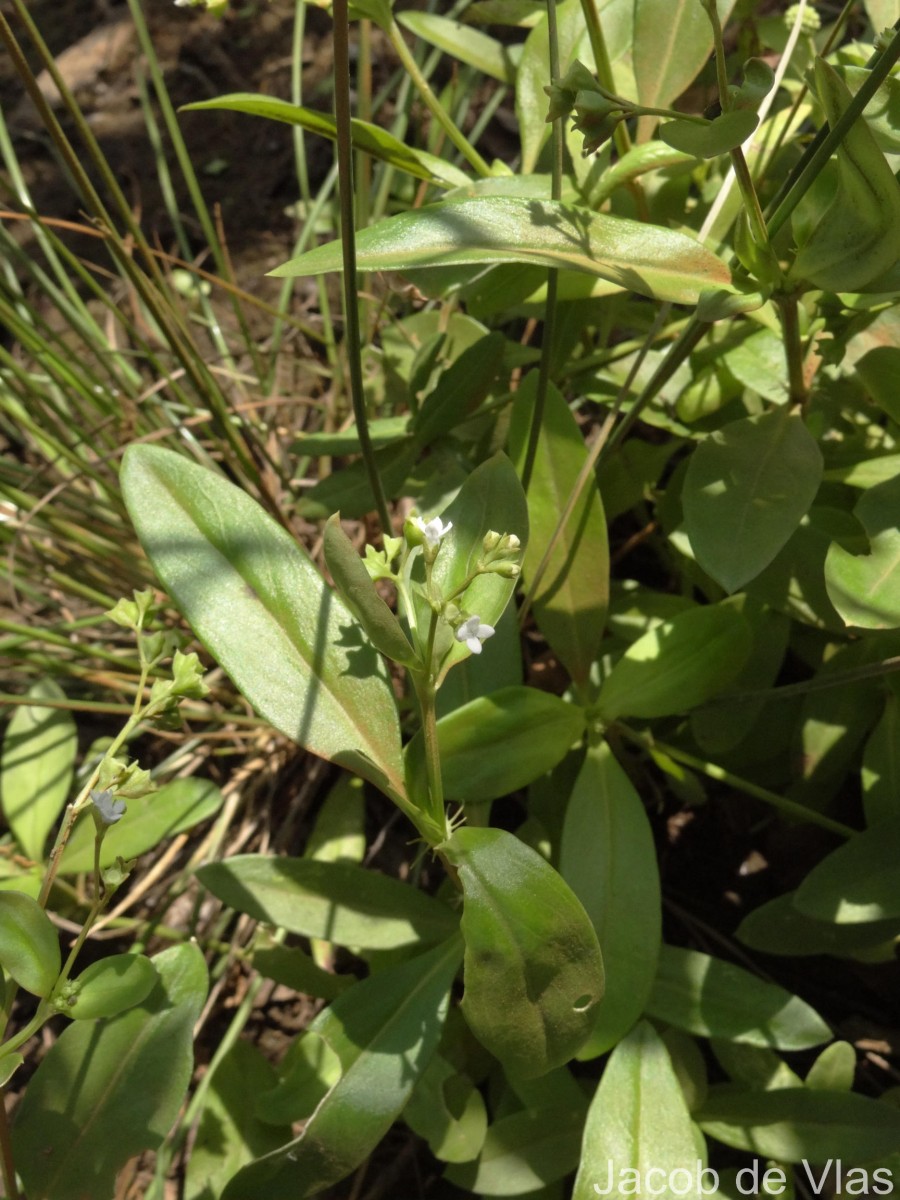 Oldenlandia herbacea (L.) Roxb.
